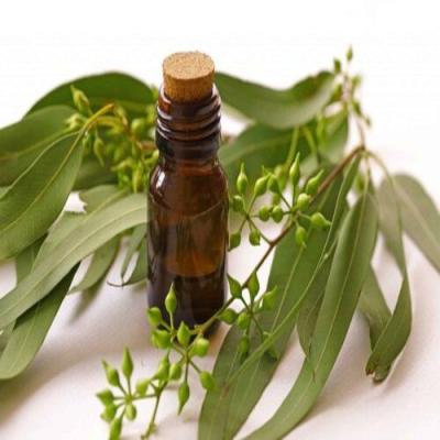 Eucalyptus
